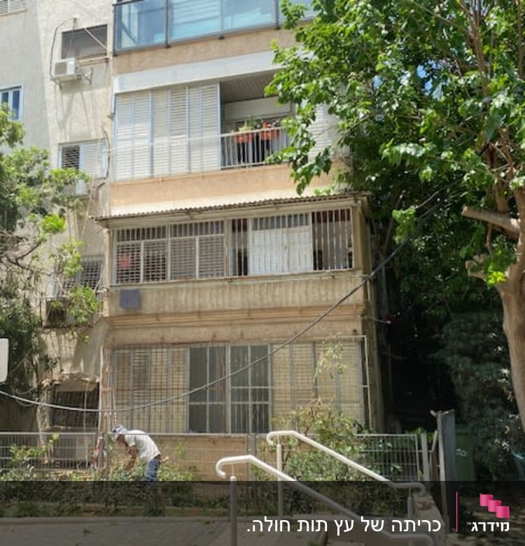 העץ אחרי כריתה